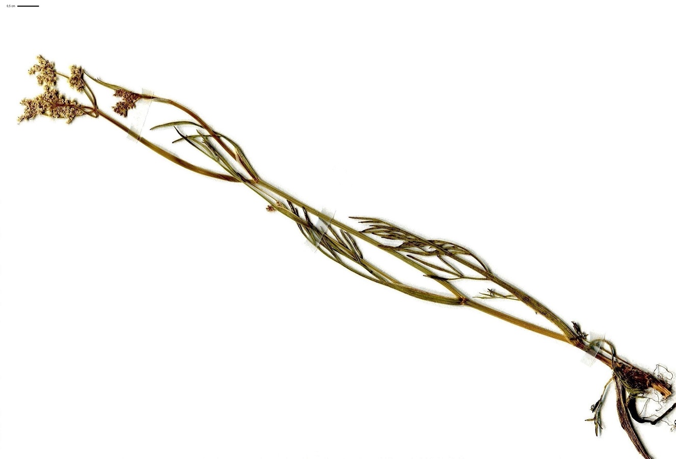 Oenanthe peucedanifolia (Apiaceae)